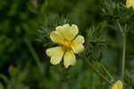 Sulphur cinquefoil